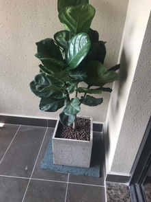 泉州公司租花服務(wù) 萬達(dá)綠植租擺、發(fā)財樹與開業(yè)盆栽的專業(yè)解決方案