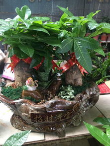 泉州公司租花與萬達(dá)綠植租擺 發(fā)財樹開業(yè)盆栽及代管理服務(wù)一覽