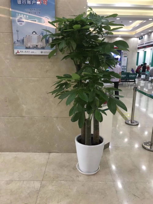 深圳坪山新區(qū)專業(yè)綠植租擺服務(wù) 一站式花卉綠植租借與代管理解決方案