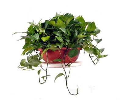 花卉出租服務(wù)，北京朝陽區(qū)專業(yè)花卉綠植租擺公司，讓辦公空間與生活更添綠意