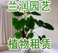 杭州南方四月花卉租賃 打造專業(yè)綠植租借方案