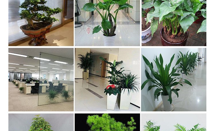 辦公室花卉出租與盆栽綠植租賃 提升室內(nèi)外環(huán)境的綠色解決方案