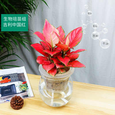 武漢綠植租賃服務(wù) 專業(yè)園藝解決方案助力企業(yè)環(huán)境美化