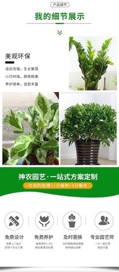 水培盆栽植物出租 辦公室綠植租賃與批發(fā)租擺解決方案