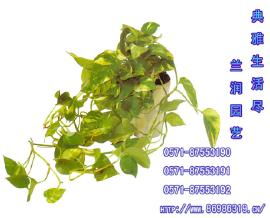 杭州辦公室盆景租擺與綠植花卉出租服務(wù)——打造舒適辦公環(huán)境