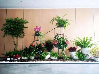 辦公室植物租賃服務(wù) 蛇口花卉綠植出租，上門養(yǎng)護與免費更換無憂