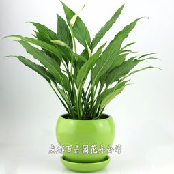 成都辦公室綠植租擺全指南 價格、方案設計一站式解析