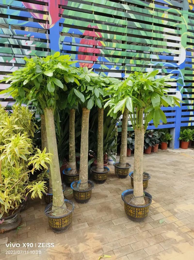北京綠苑綠植花卉公司 專業花卉綠植租借，為您的空間注入盎然生機