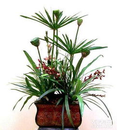 重慶主城植物租賃全解析 大花蕙蘭、綠蘿、發(fā)財樹與鮮花綠植租借服務(wù)