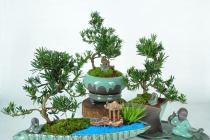 武漢綠植出租室內(nèi)綠植養(yǎng)護,武漢園林養(yǎng)護別墅綠化陽臺