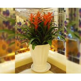 專業(yè)綠植花卉租賃服務(wù)——合肥軒晨園藝，打造商場活力空間