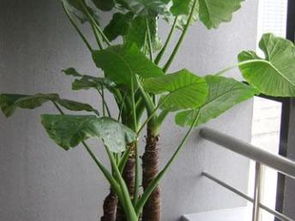 靜安新城龍茗路漕寶路七寶鎮(zhèn)綠植租賃租擺服務(wù) 打造都市綠色空間