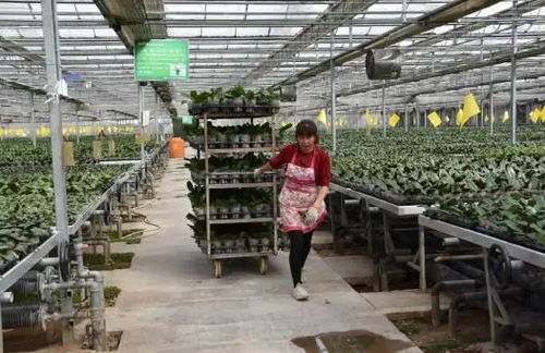 花卉綠植租借 公司+農(nóng)戶模式助推群眾家門口穩(wěn)定就業(yè)