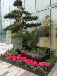 綠植租賃新風尚 武漢雅淳花卉，點亮漢口辦公與生活空間