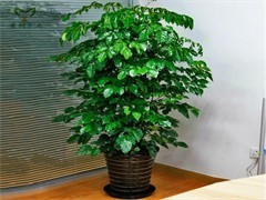 珠海綠植出租與花卉綠植租借 讓綠色常伴，為企業與生活增彩添色