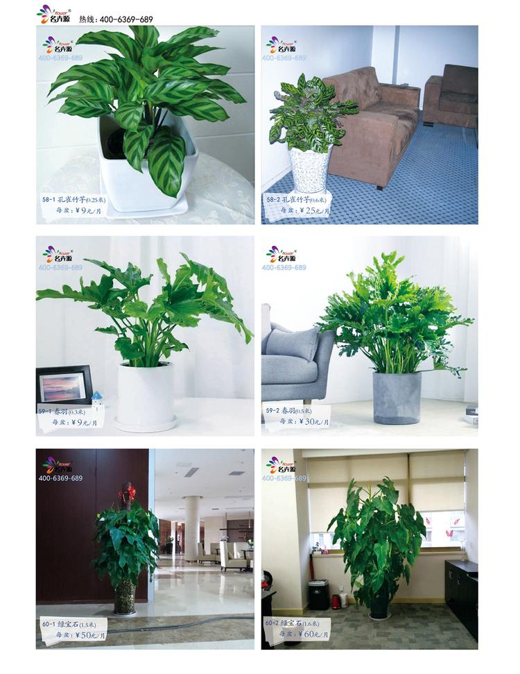 鄭州花卉綠植一站式服務 租賃與批發，價格優品種全