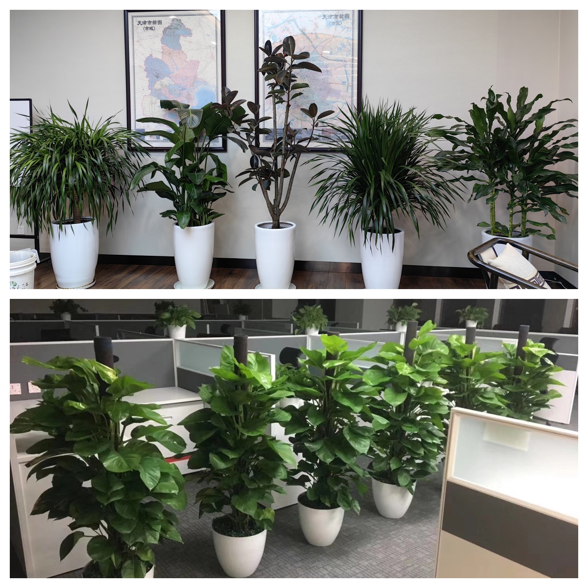 天津綠植租賃 讓花卉租擺為生活添生機
