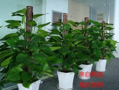 深圳辦公綠植租擺 讓工作空間生機盎然的貼心選擇