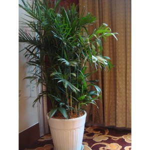 綠色便捷的園藝體驗 花卉綠植租借服務