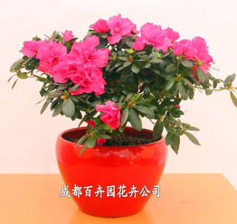 成都辦公室花卉綠植租借指南 價格、方案與配送全解析
